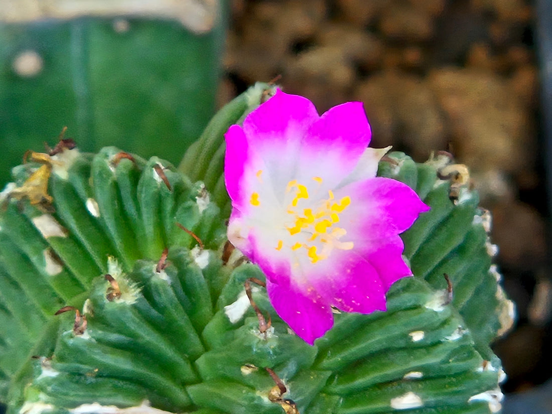 How not to kill your first cactus