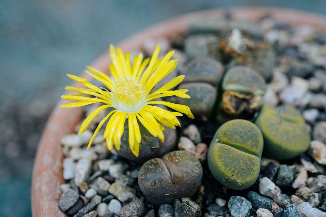 The Great Lithops how-to-do